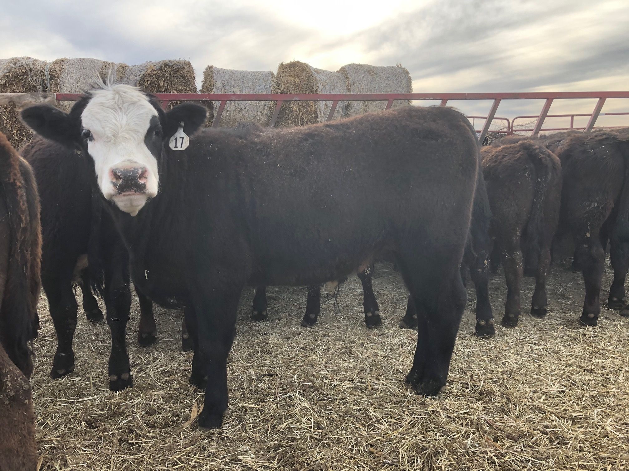 Cow Carpet® Geotextile Products US Fabrics